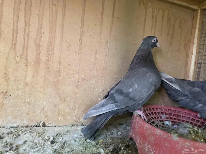 جوز قطايف الخرج 3