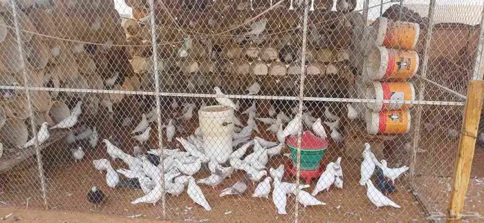 حمام فرنسي ومشكل تقريبا  60 جوز 0