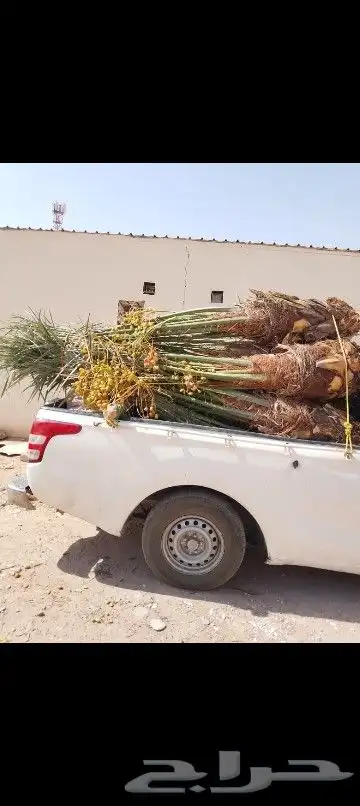 يتوفر لدينا نخيل عربي مثمر 4