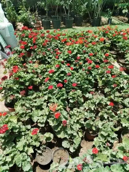 يوجد لدينا جميع انواع الاشجار وبارخص الاسعار من مثمر وزينه 15