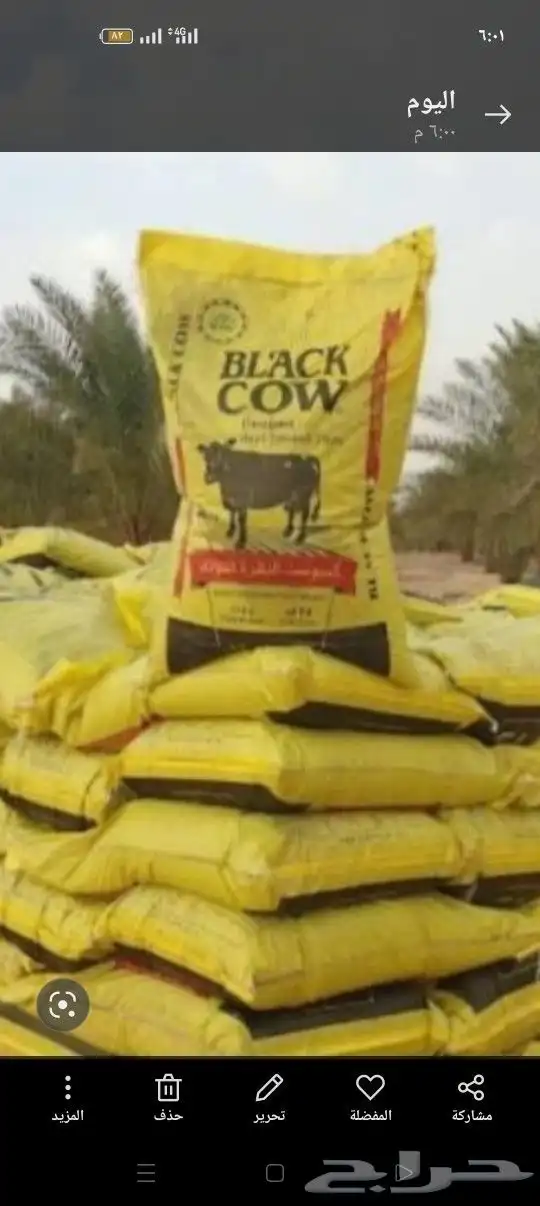 تكريب نخل عربى و وشنطن وتنظيف للشجار التالفه 5