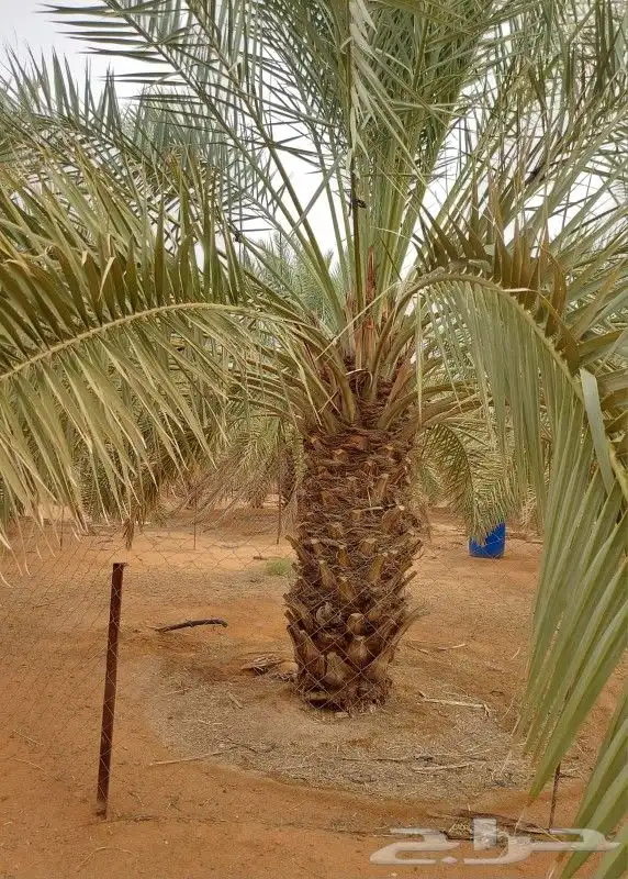 يتوفر لدينا نخيل عربي مثمر 3