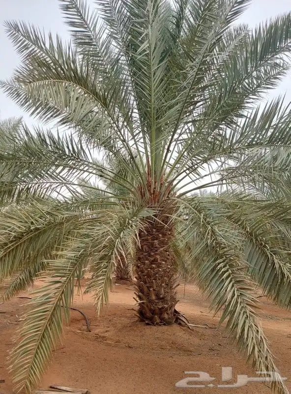 يتوفر لدينا نخيل عربي مثمر 1