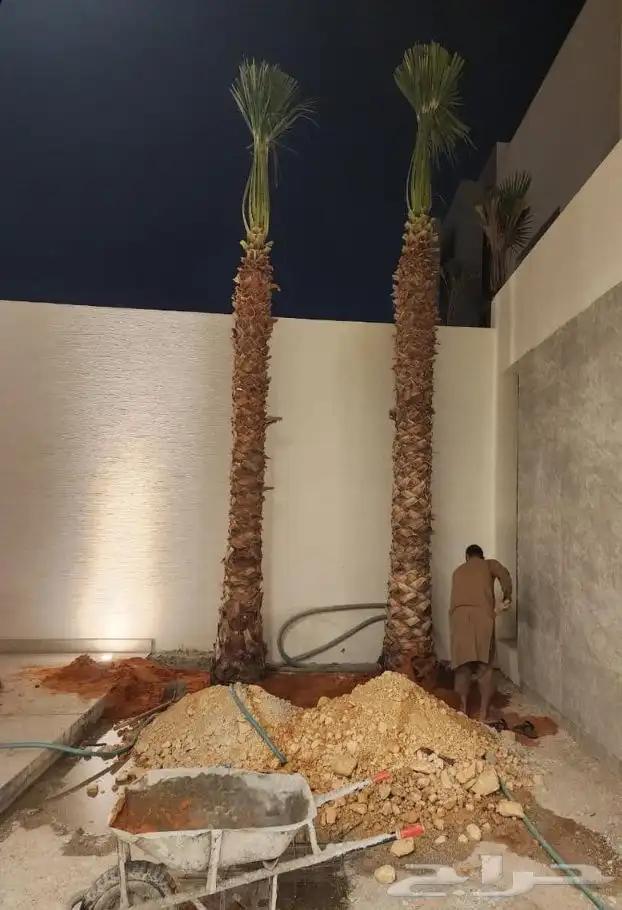 نخيل.للبيع 4