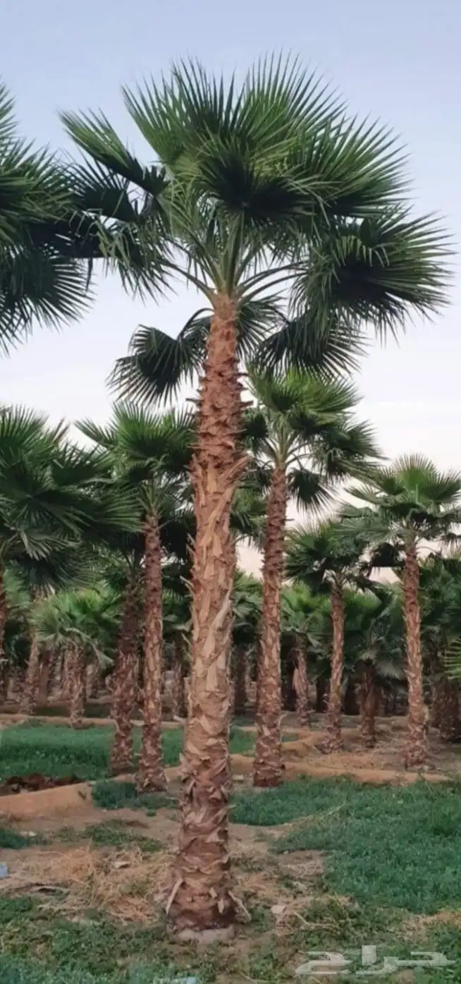 نخل واشنطني زينه واشنطن للبيع 6