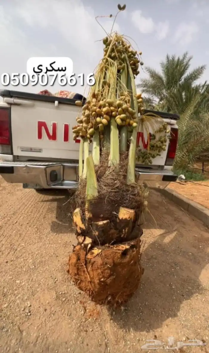 نخيل عسير 7