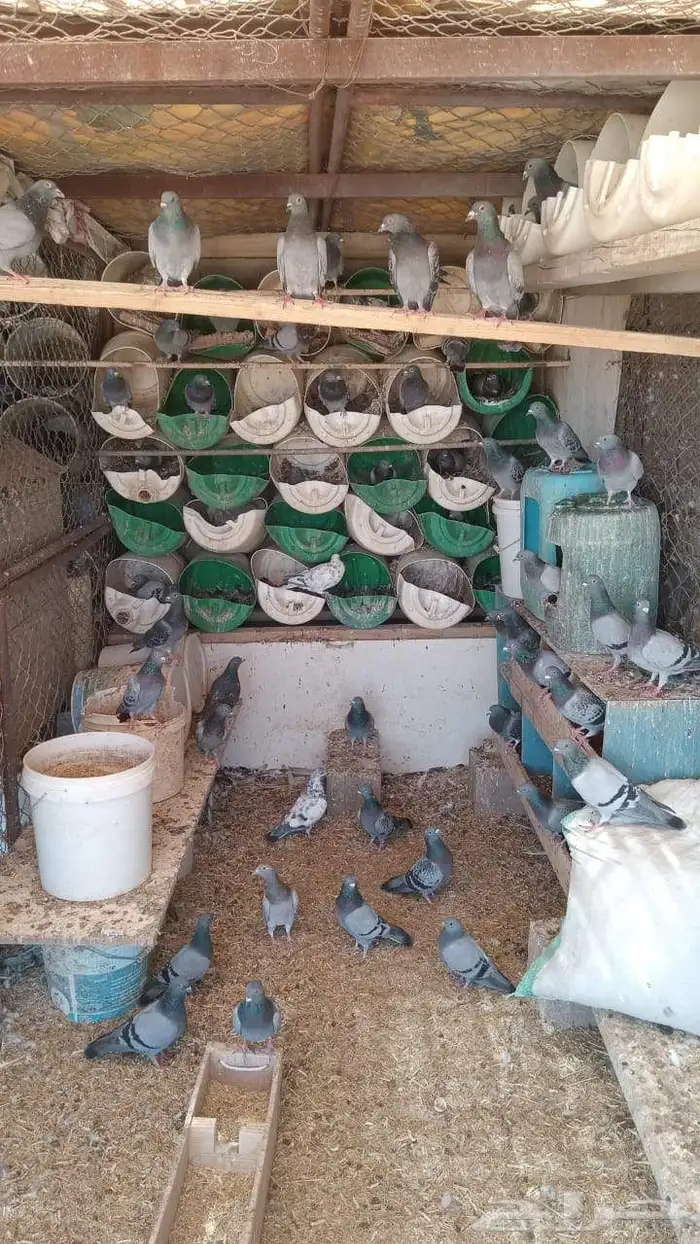 حمام زاجل العدد تقريبا 30 جوز البيع جمله 45 ريال للجوز 7