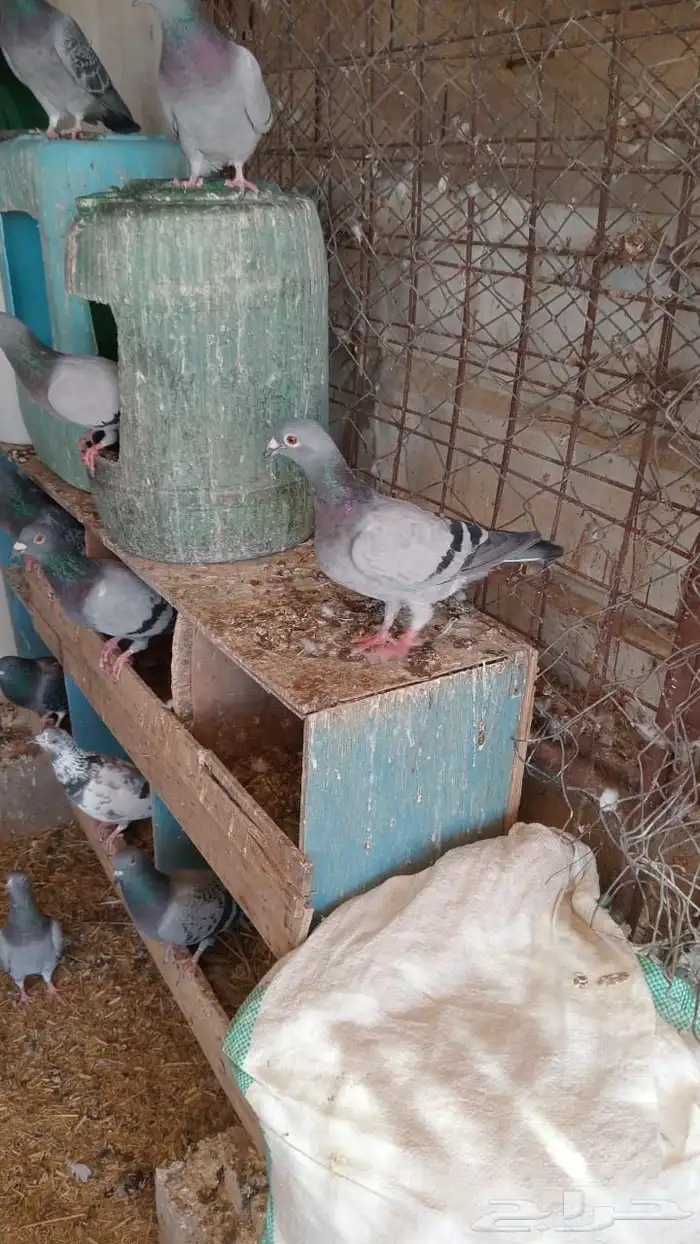 حمام زاجل العدد تقريبا 30 جوز البيع جمله 45 ريال للجوز 2