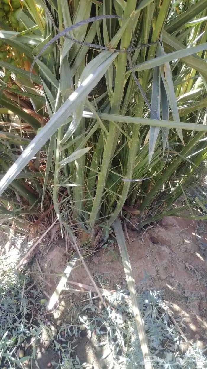 فسايل عجوه مجدول 3