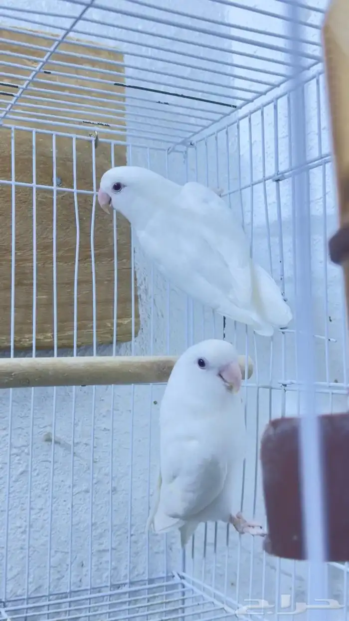 جوز روز البينو احجام فاخره 0