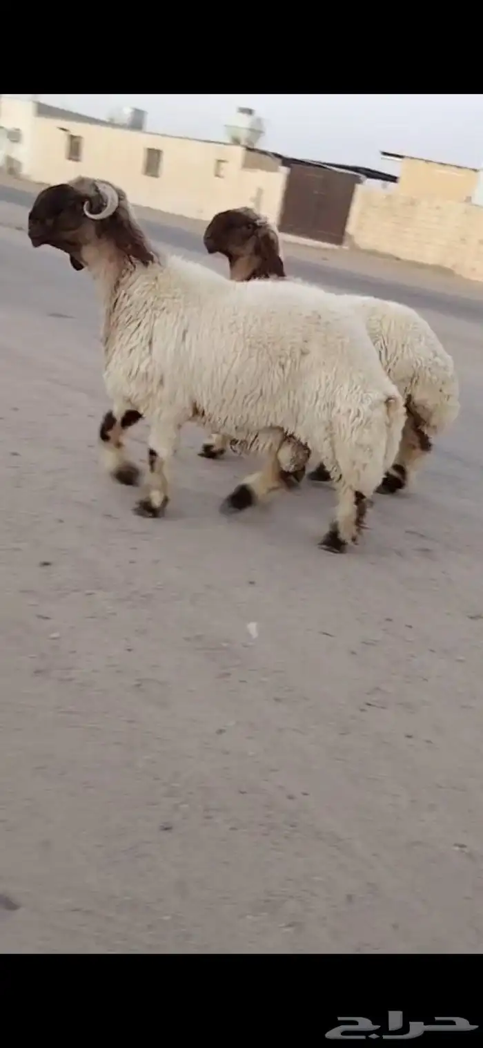 جدعان نعيم صنف 2
