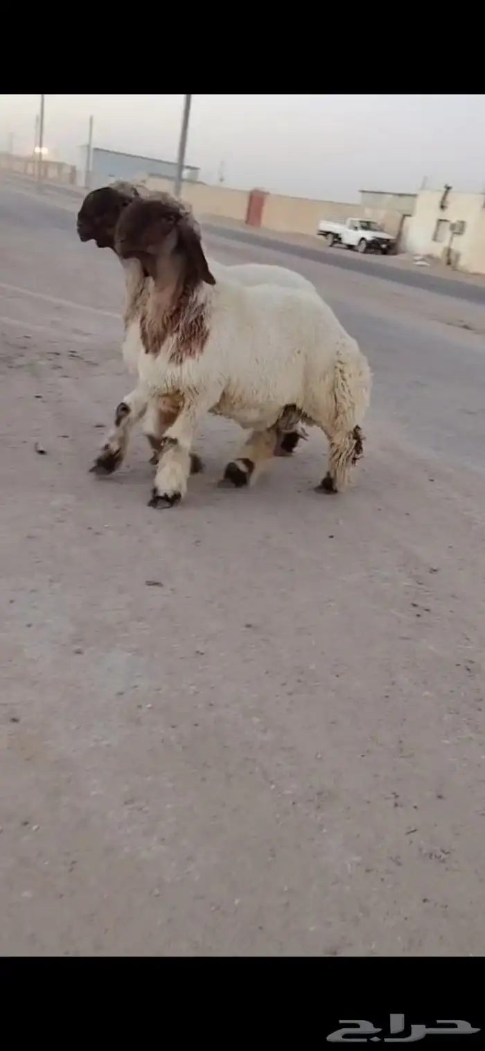 جدعان نعيم صنف 7