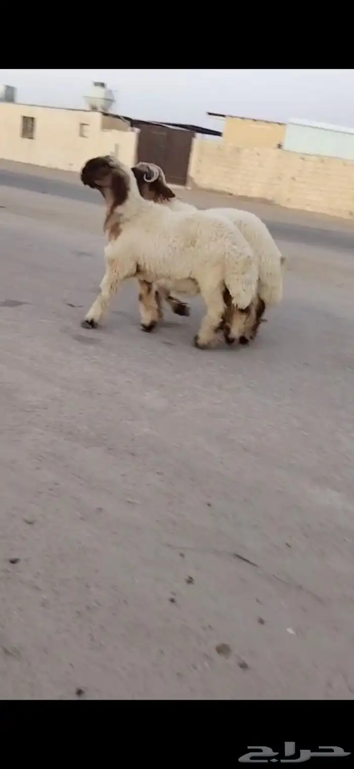 جدعان نعيم صنف 4