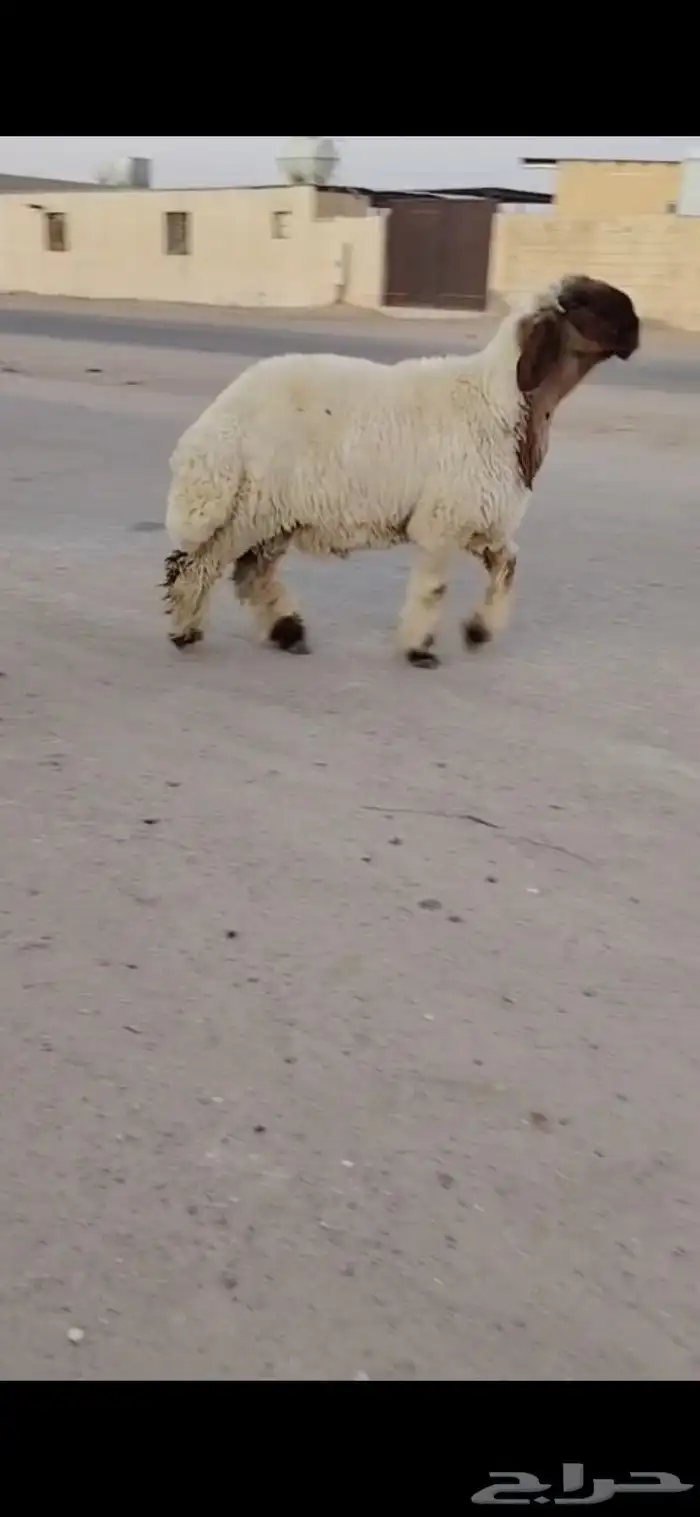جدعان نعيم صنف 0