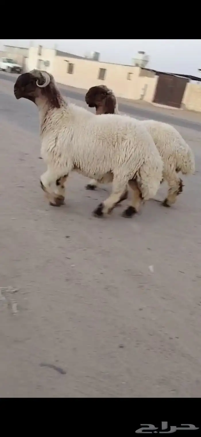 جدعان نعيم صنف 3