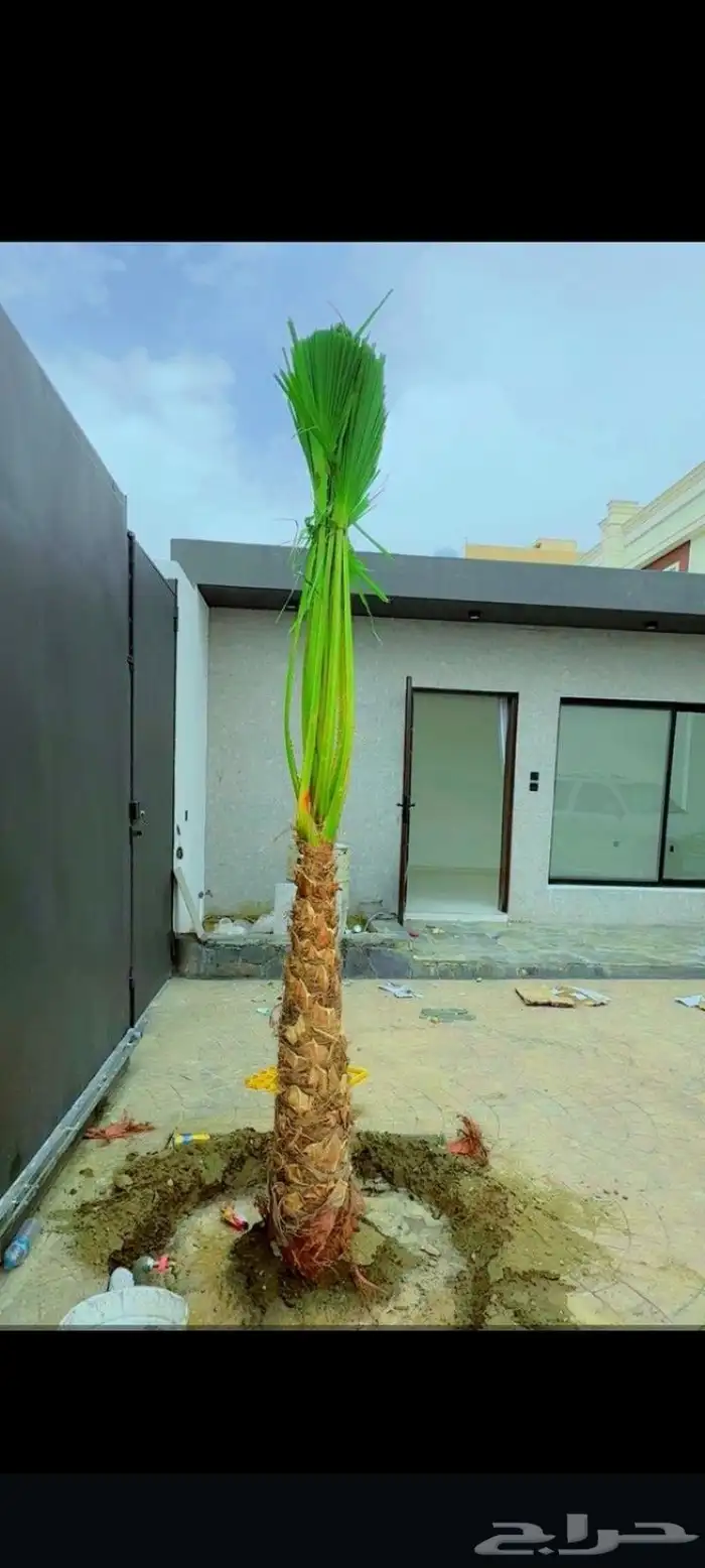 نخيل عسير 6