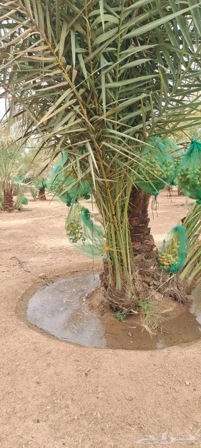 متوفر فسايل مثمره للبيع جميع الأنواع التوصيل يشمل جميع أنحاء 1