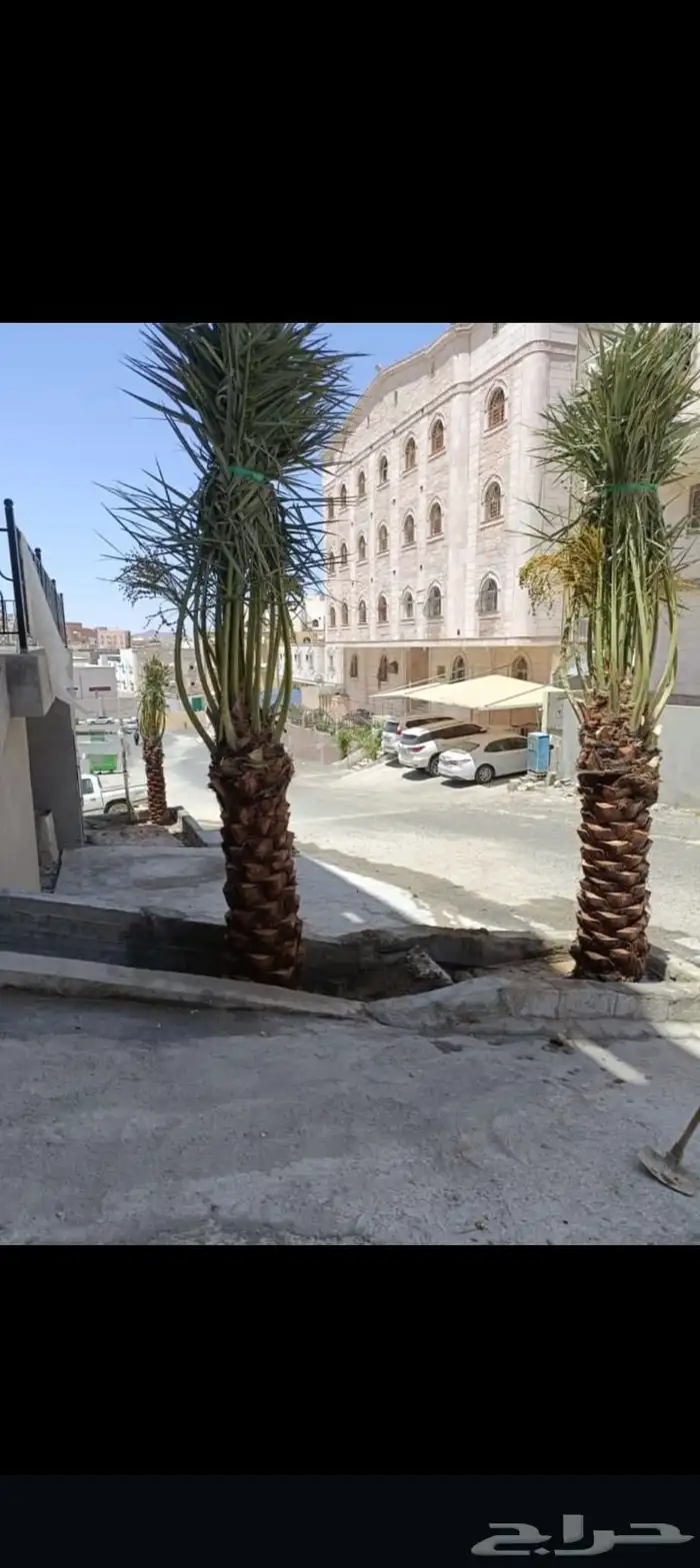 السلام عليكم ورحمة الله وبركاته يتوفر لدينا نخيل عربي مثمر 1