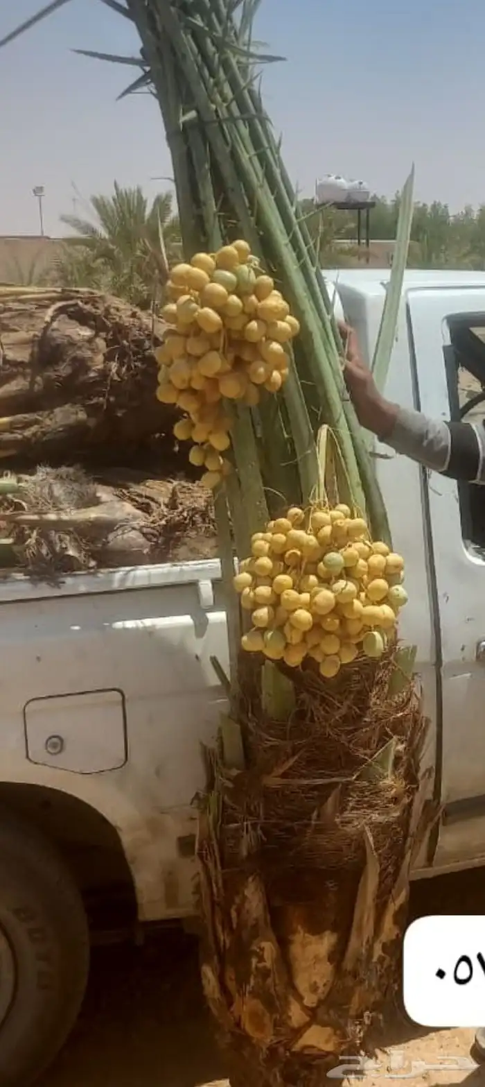 السلام عليكم ورحمة الله وبركاته يتوفر لدينا نخيل عربي مثمر 0