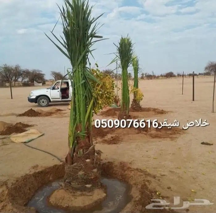 نخيل عسير 8