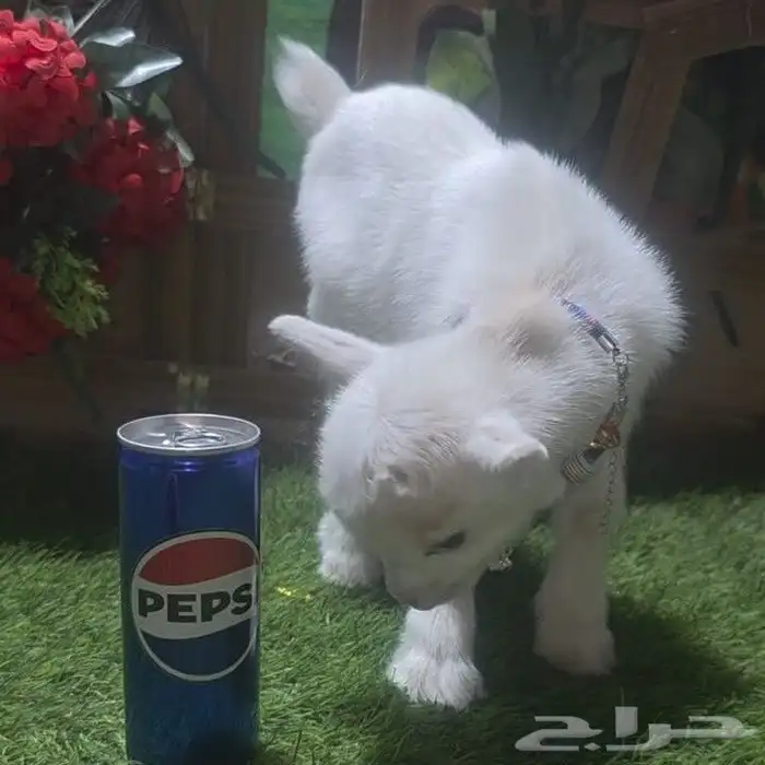 ماعز قزم صغار جميع الأوان مع ماحقاتها 2