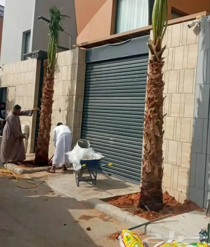 نخيل.للبيع 9