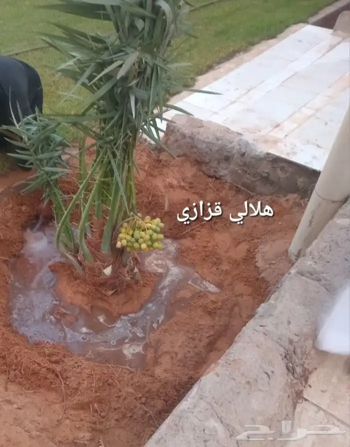 نخيل عسير 0
