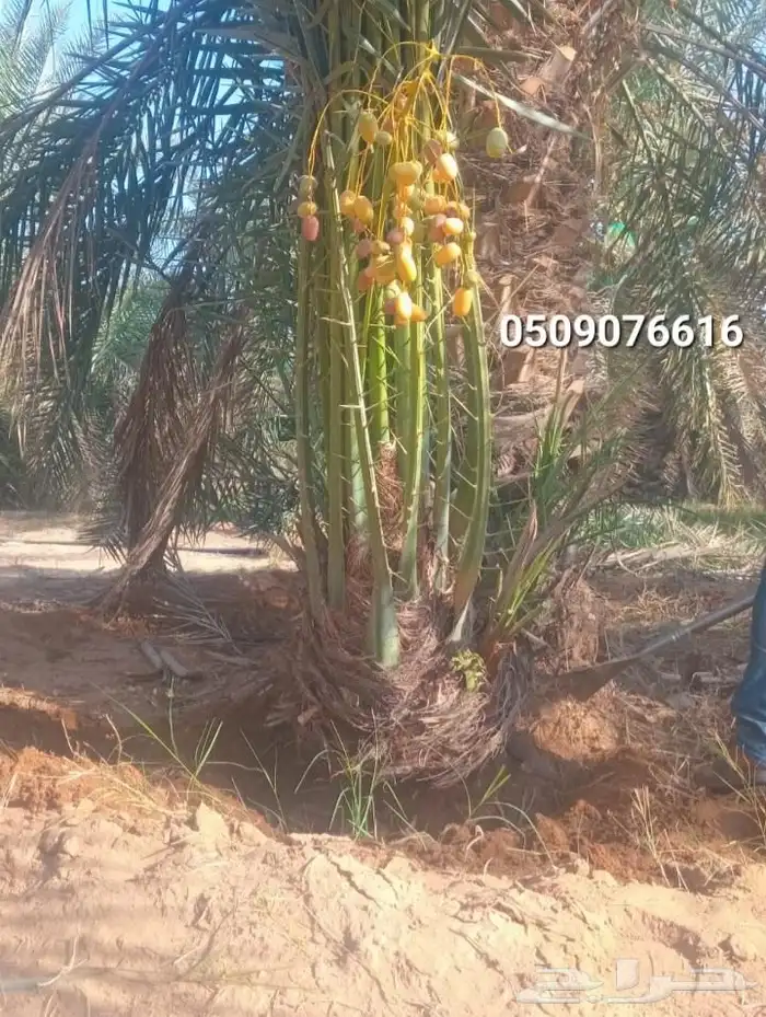 نخيل عسير 2