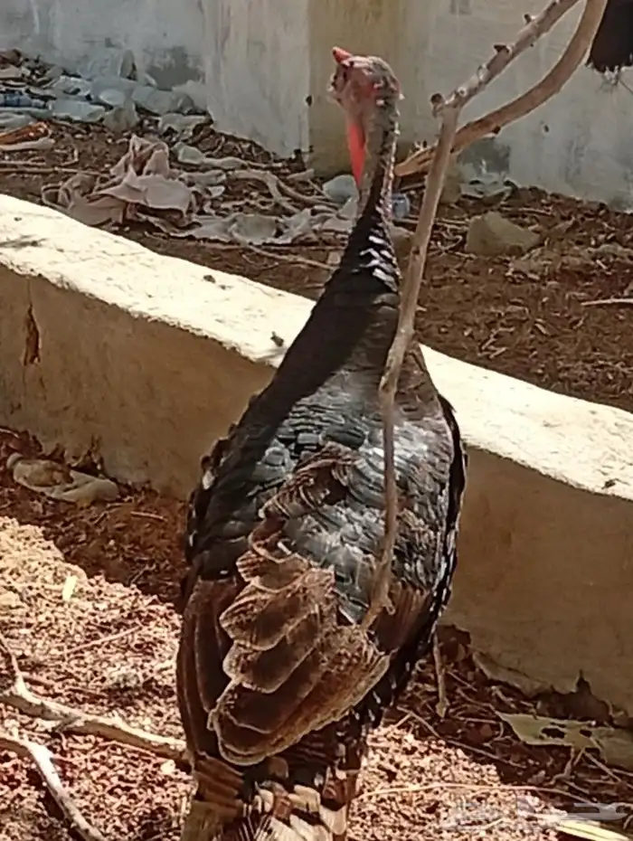 ديك رومي عمره سنه ونص 2