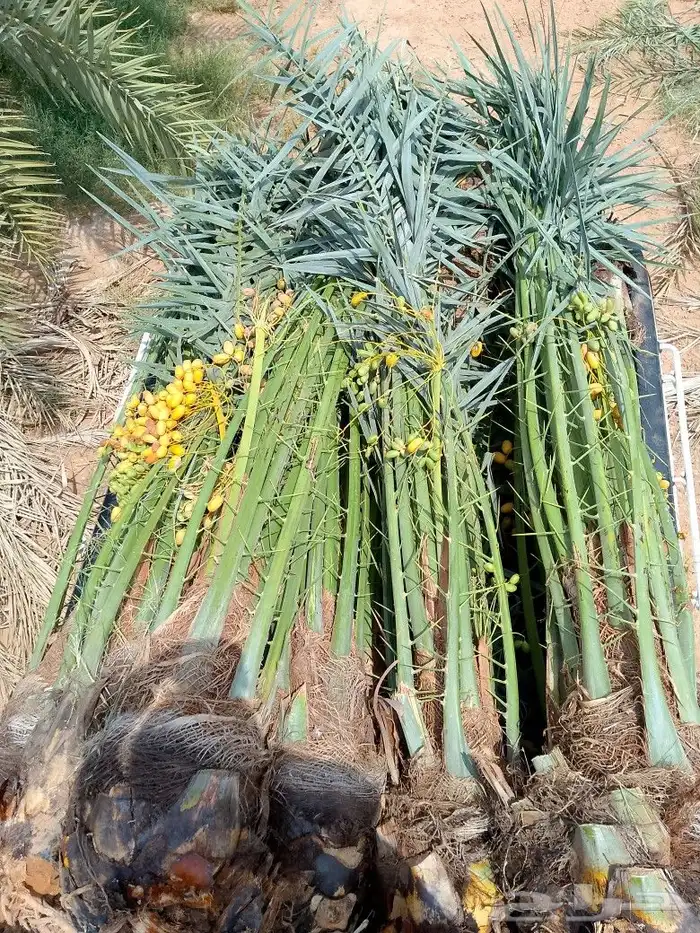 يتوفر لدينا نخيل عربي مثمر 2