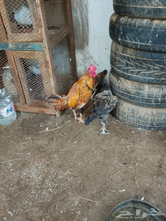للبيع 0