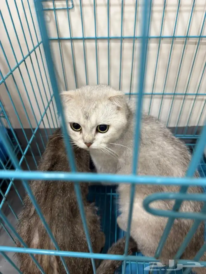 قطط سكوتش للتبني ذكر وانثي 2