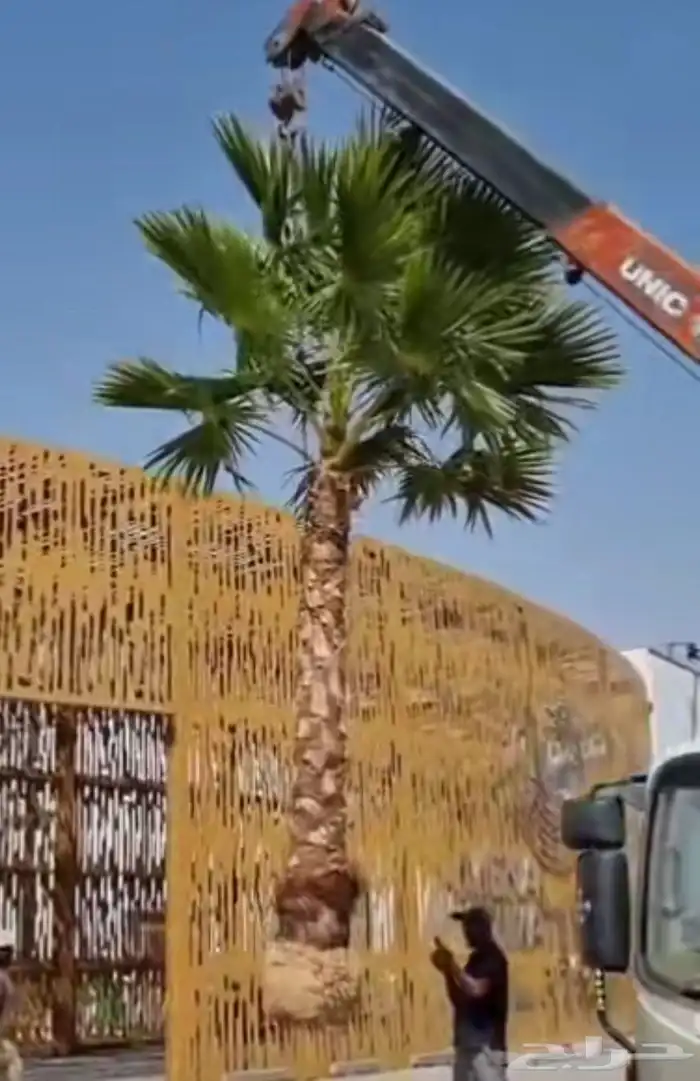 نخل واشنطني زينه واشنطن للبيع 5