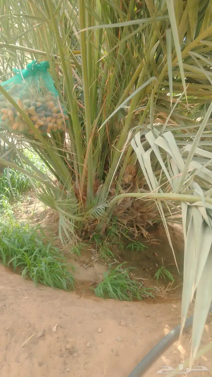 نخيل مثمره للبيع وتوصيل وغرس 1
