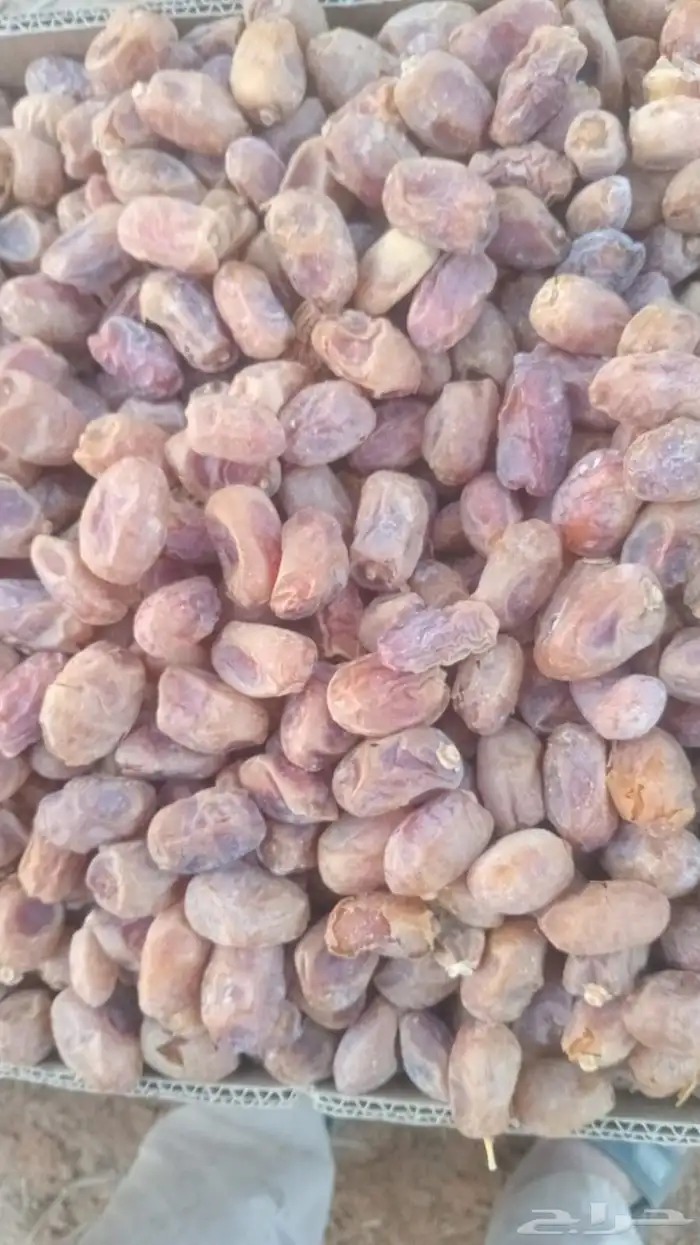 السلام عليكم ورحمه الله وبركاته يوجد تمر خلاص اللبيع 4