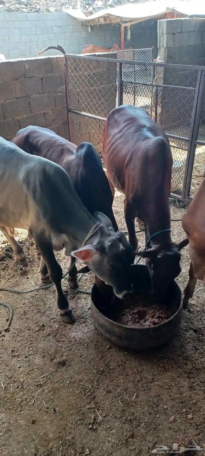 حسلان للبيع 6