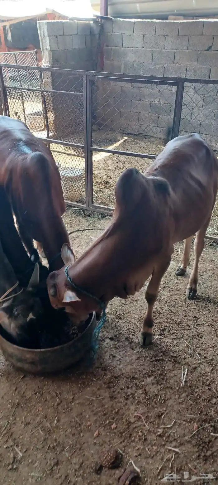 حسلان للبيع 7