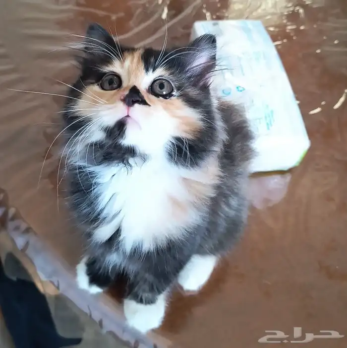 قطط للتبني 2