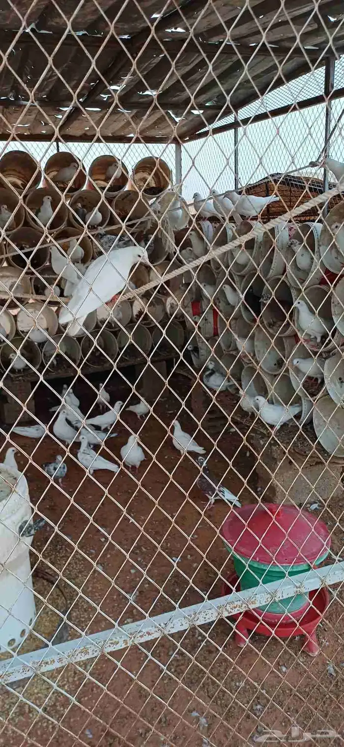 حمام فرنسي ومشكل تقريبا  60 جوز 1