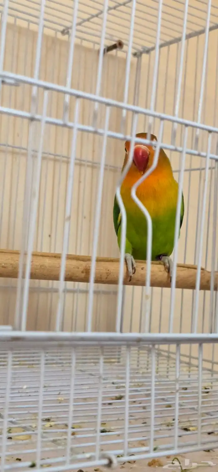 انثى فيشر للبيع 0