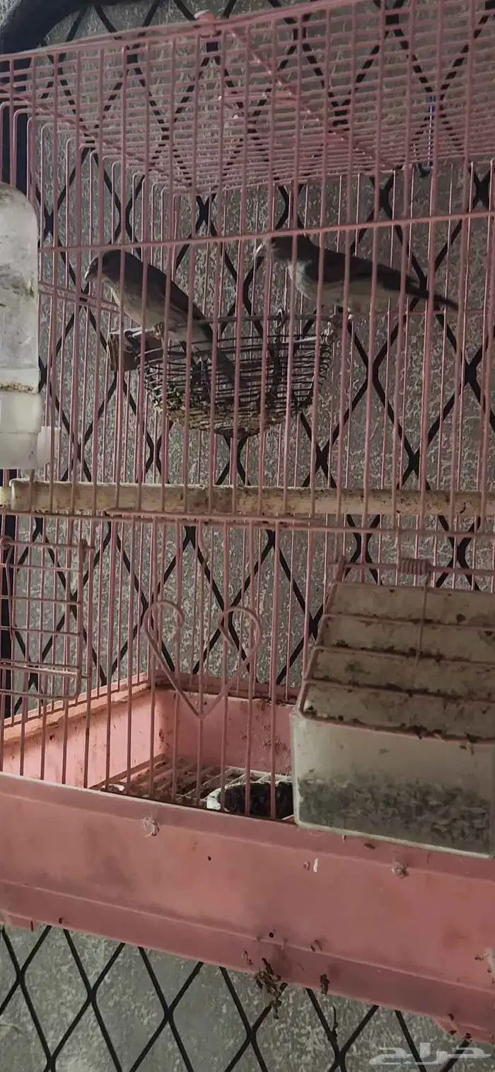 فرخ بندوق و جوز حسون قري 17