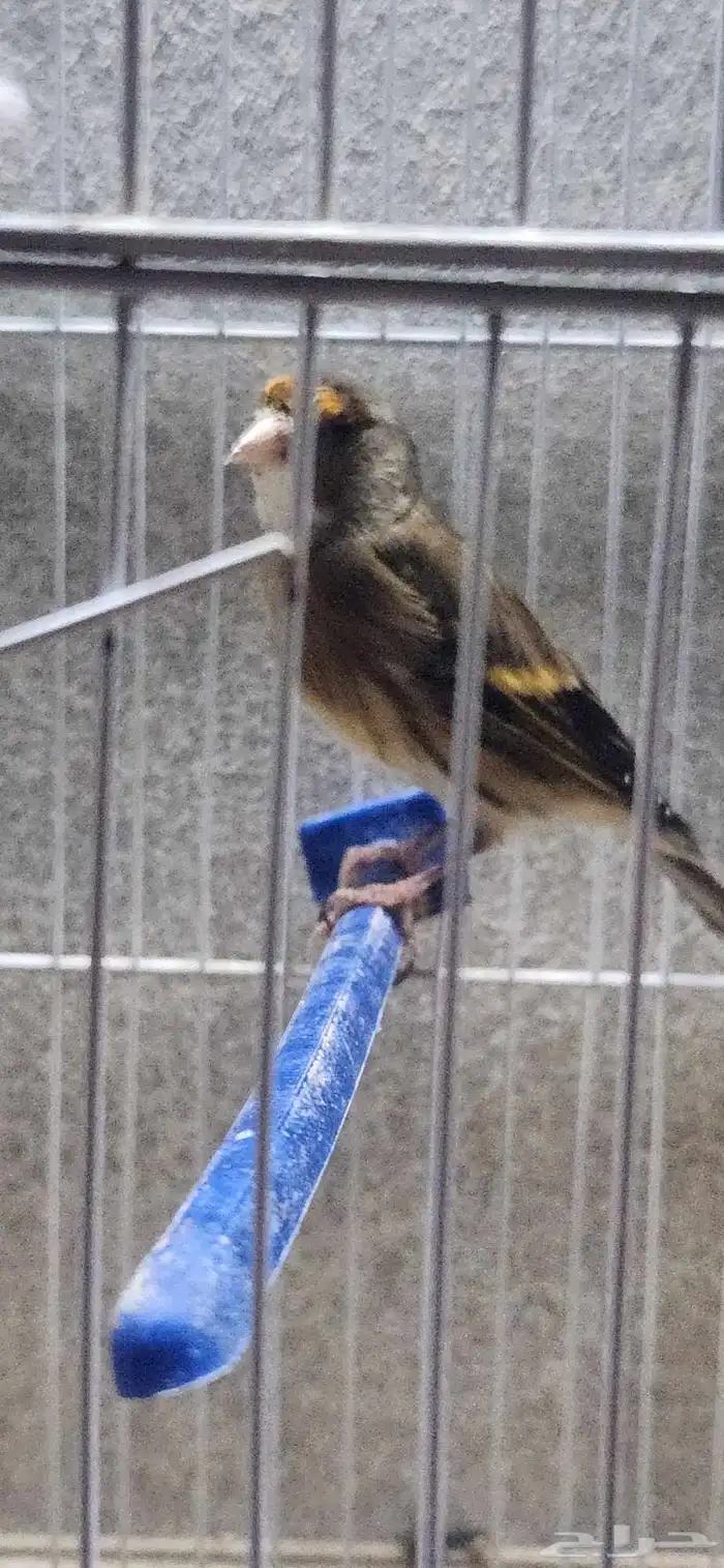 فرخ بندوق و جوز حسون قري 4