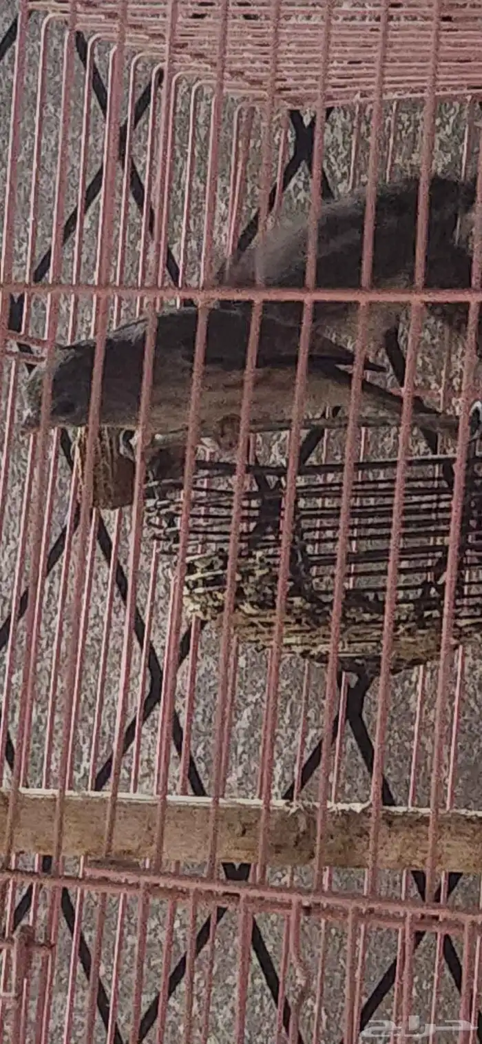 فرخ بندوق و جوز حسون قري 11