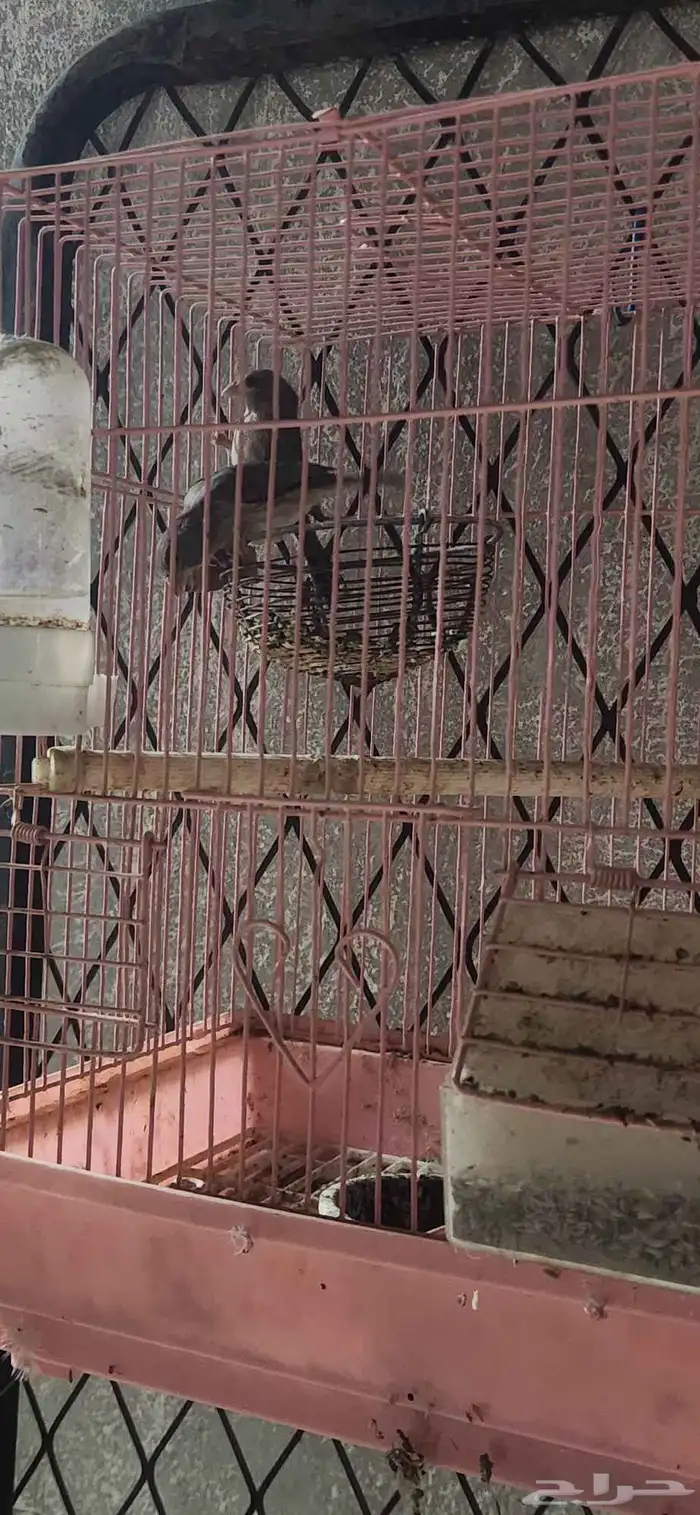 فرخ بندوق و جوز حسون قري 16