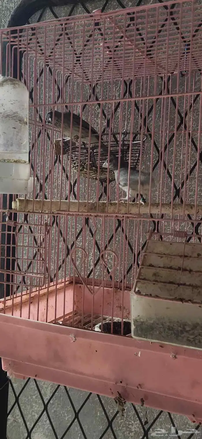 فرخ بندوق و جوز حسون قري 18