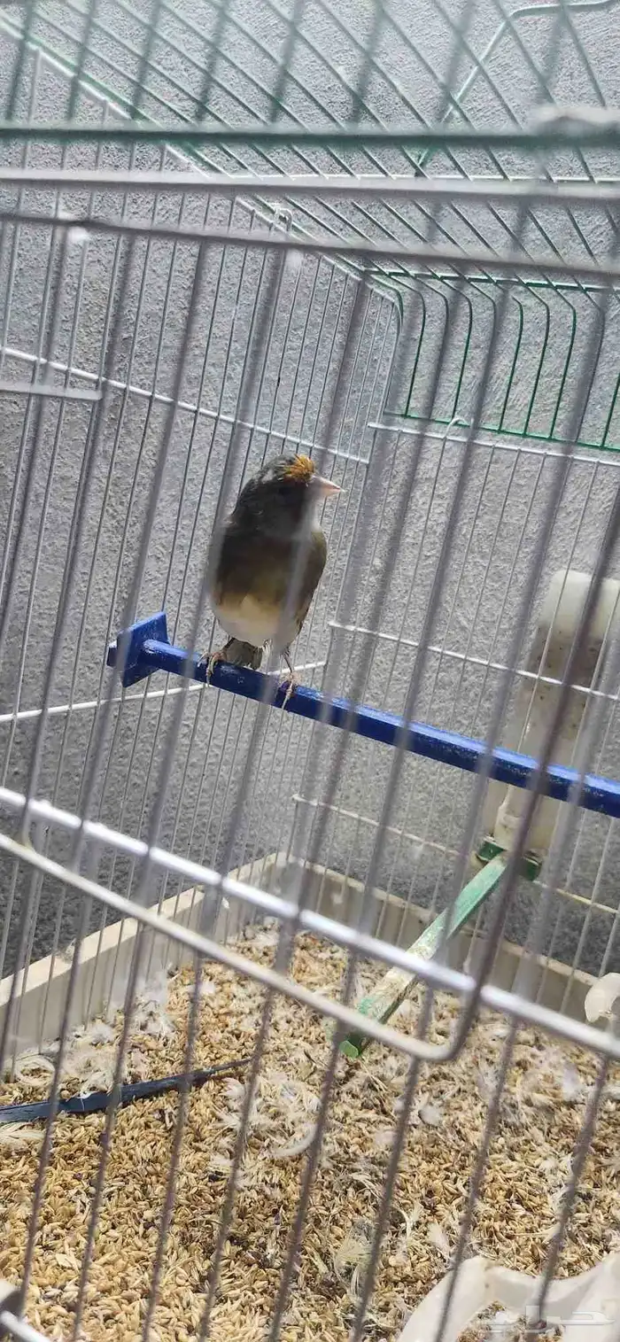 فرخ بندوق و جوز حسون قري 6