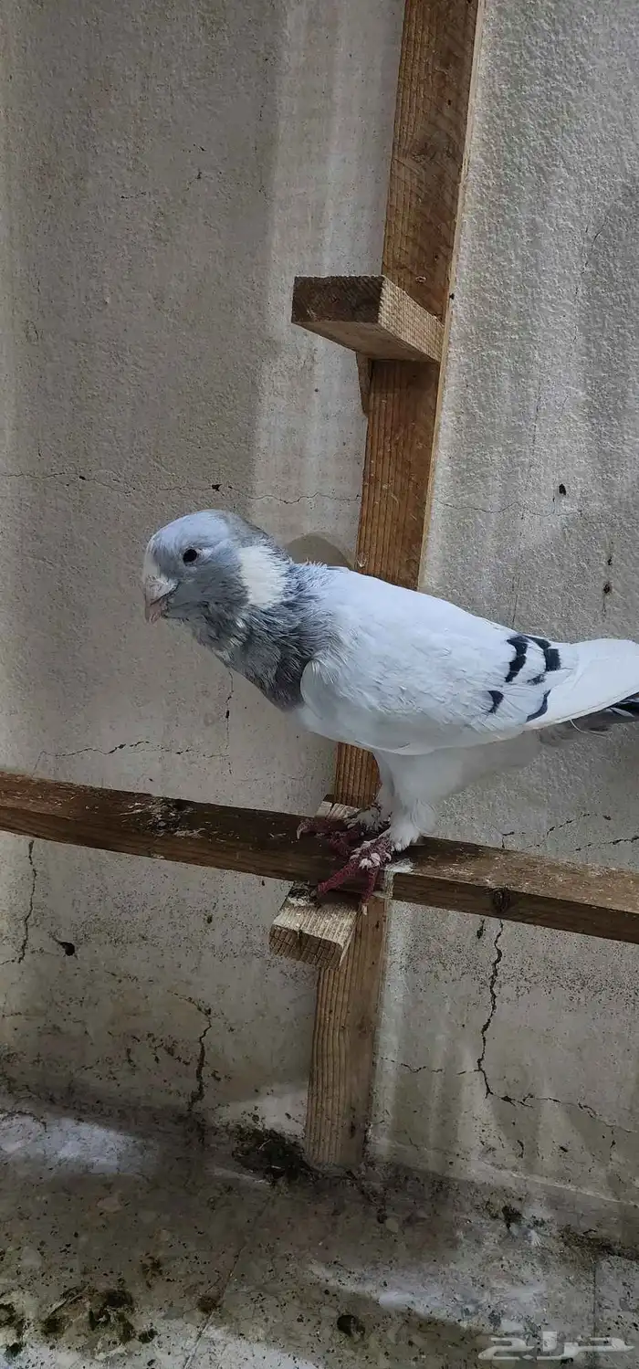 حمام سوري أبلق 2