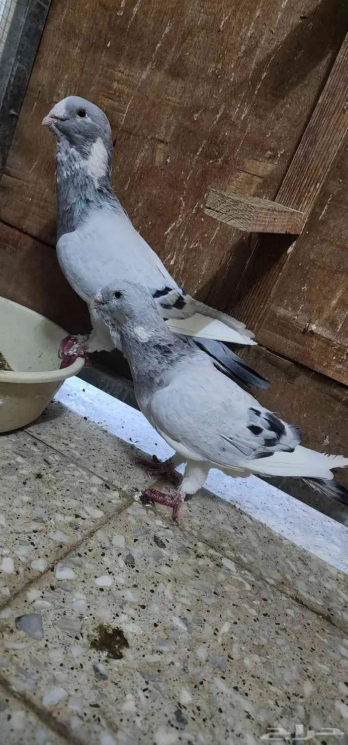 حمام سوري أبلق 0