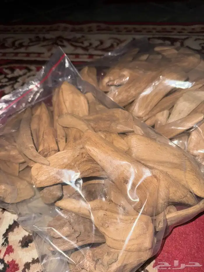 عود مروكي اصقون من جزيرة آصقون من اندونيسيا 0