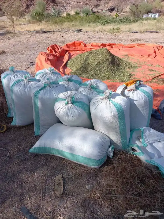 حناء المدينه انتاج مزارع ضواحي ينبع النخل 0